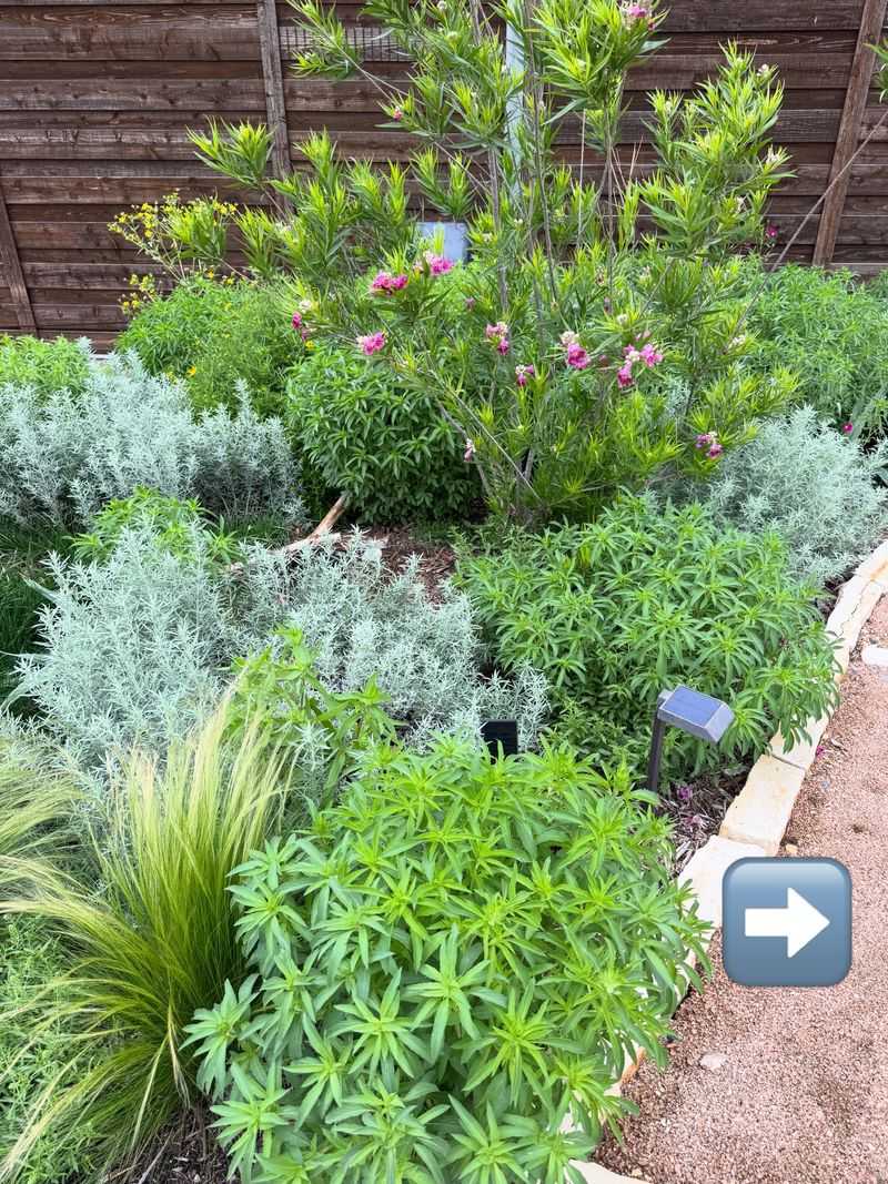 Use Texas sage as one layer of a safer perimeter