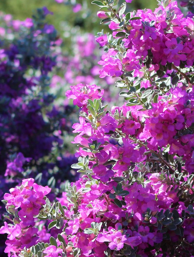 Use Texas sage for its landscape strengths, not pest-control promises