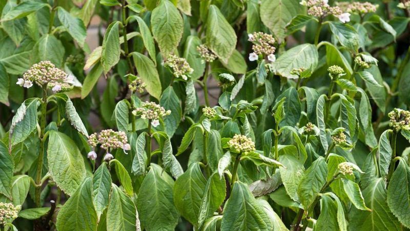 Use This Soil-First Response to Afternoon Wilting Use This Soil-First Response to Afternoon Wilting