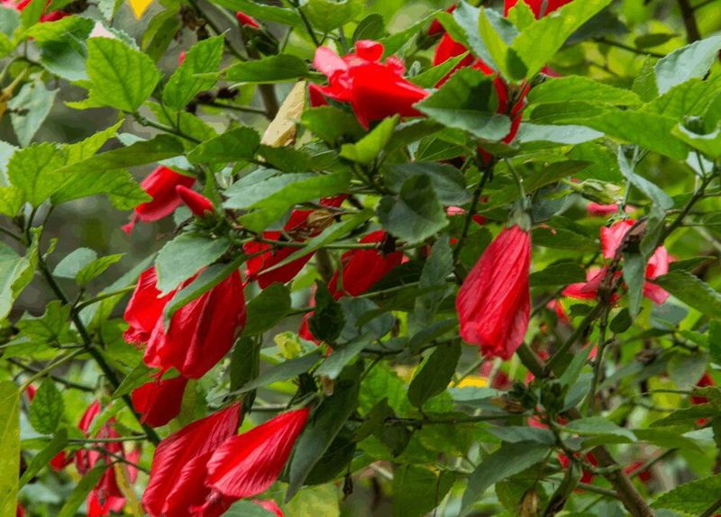 Use Turk’s cap as a seasonal habitat upgrade