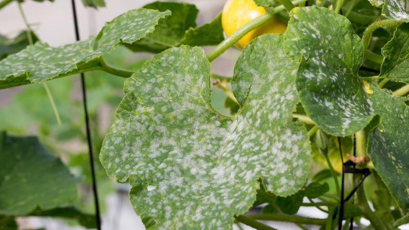 Use a Crop-Labeled Treatment Early Use a Crop-Labeled Treatment Early
