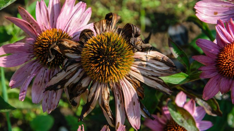 Use a Moisture Check to Protect Future Blooms