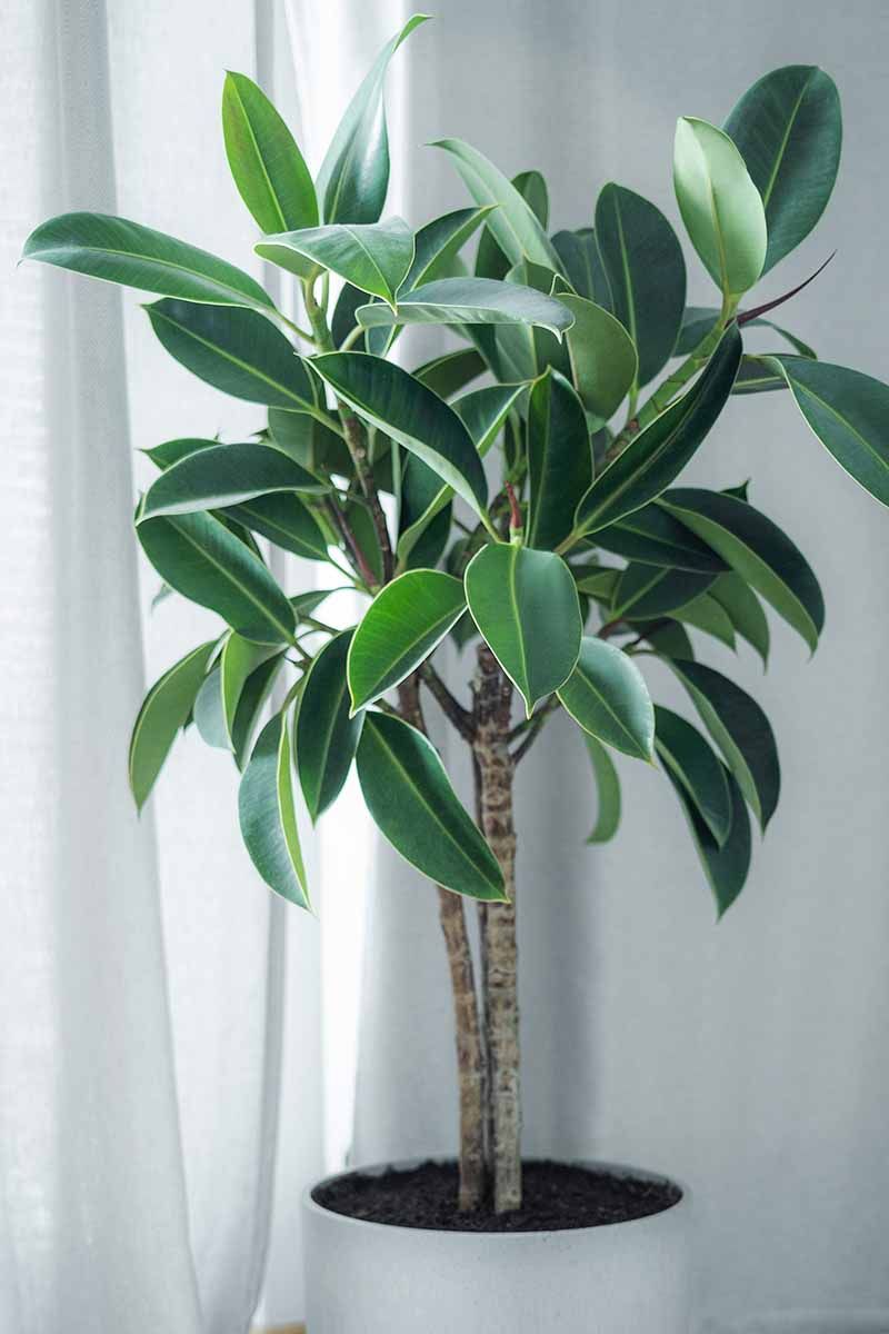 Use a Simple Decision Path for the Sparse Plant