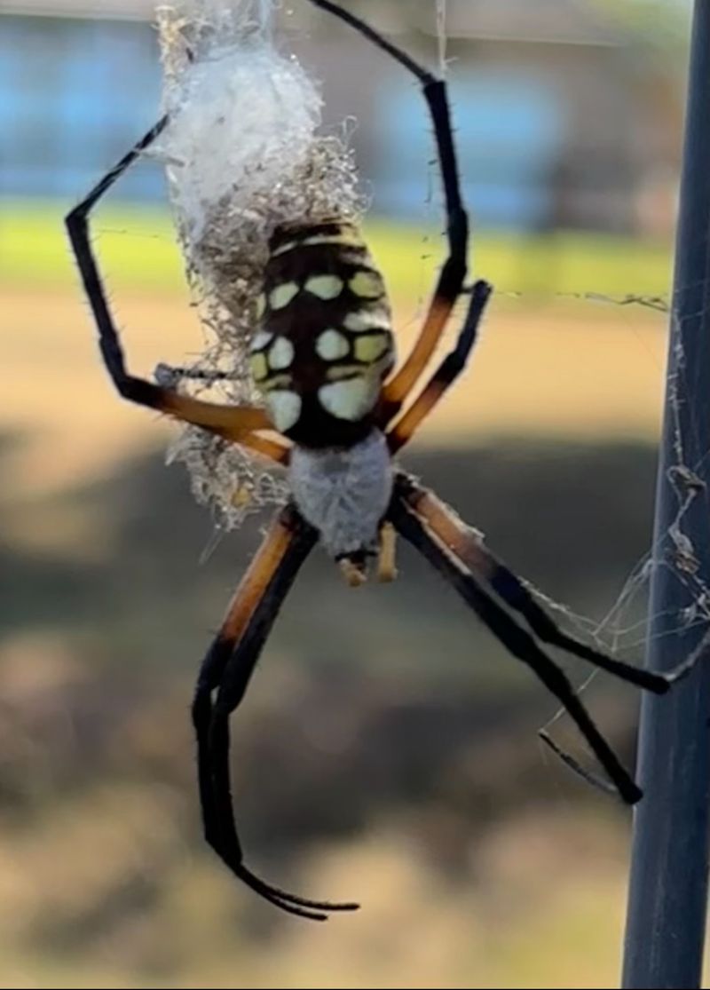 Use a Simple Rule: Keep Safe Spiders, Monitor Plants, and Treat the Problem
