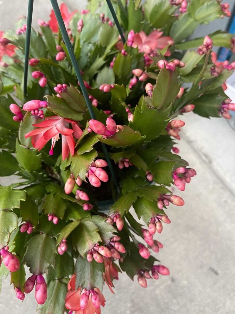 Use a boring routine and reassess if buds keep falling