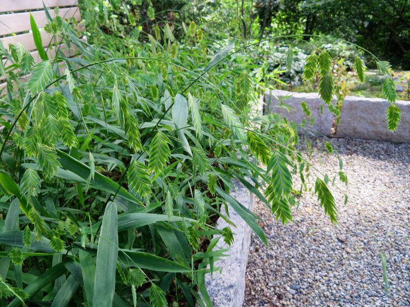 Use a clump or small drift to build continuous cover Use a clump or small drift to build continuous cover
