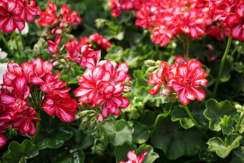 Use a conditional bloom-recovery checklist