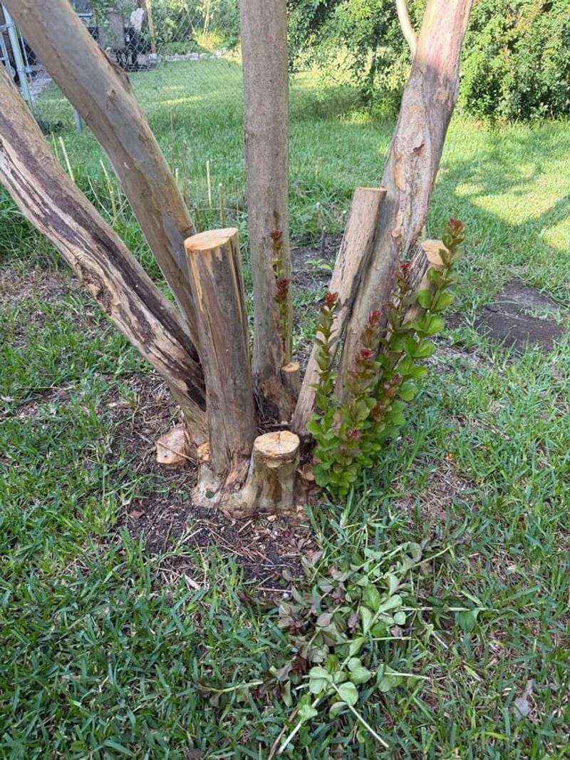 Use a consistent routine to reduce unwanted shoots