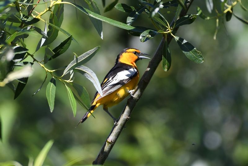 Use a habitat-first checklist for visiting orioles