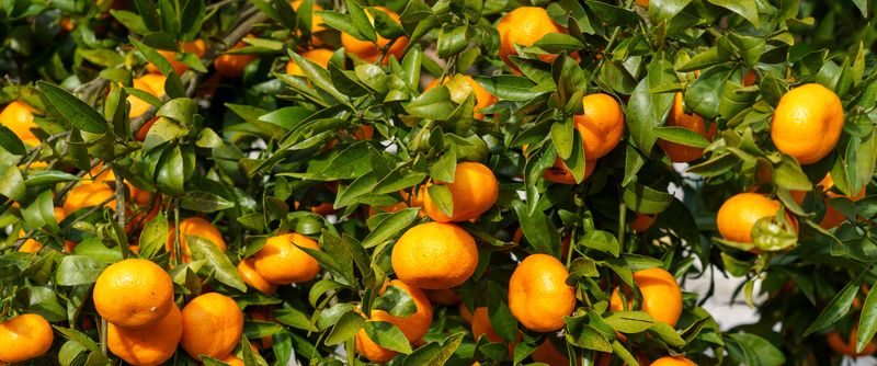 Use a simple early-fall citrus check Use a simple early-fall citrus check