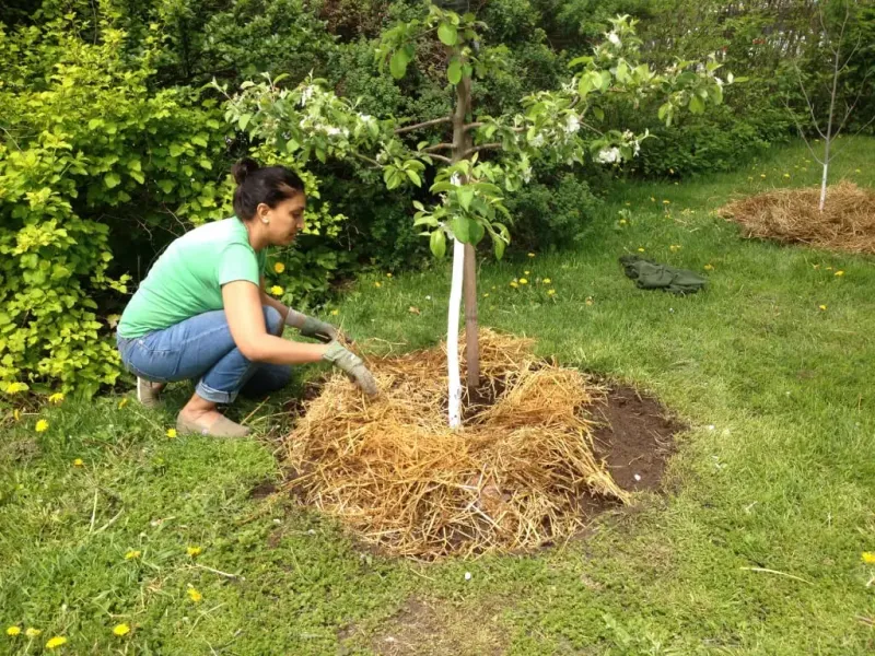 Use a slow soak and mulch to protect living fruit Use a slow soak and mulch to protect living fruit