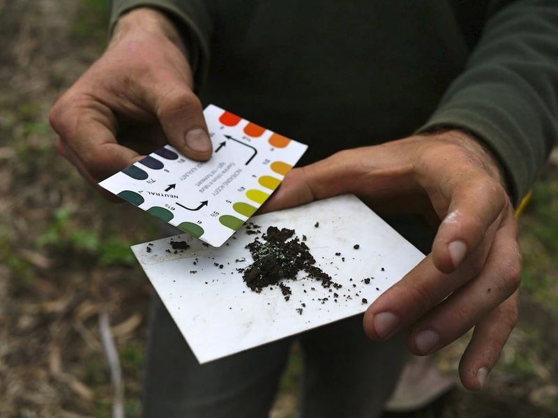 Use a soil test to guide, not replace, the diagnosis Use a soil test to guide, not replace, the diagnosis