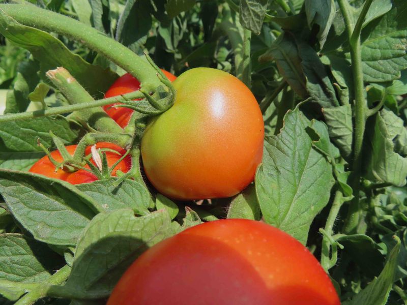 Use affected tomatoes and prevent the pattern next season