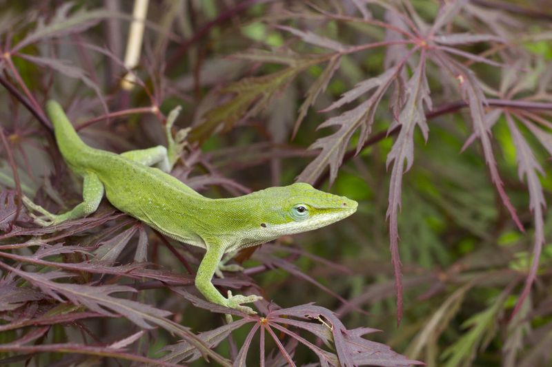 Use anole habitat as a wildlife benefit, not a pest promise Use anole habitat as a wildlife benefit, not a pest promise
