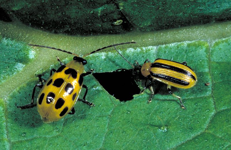 Use beetle and stem clues to assess bacterial wilt