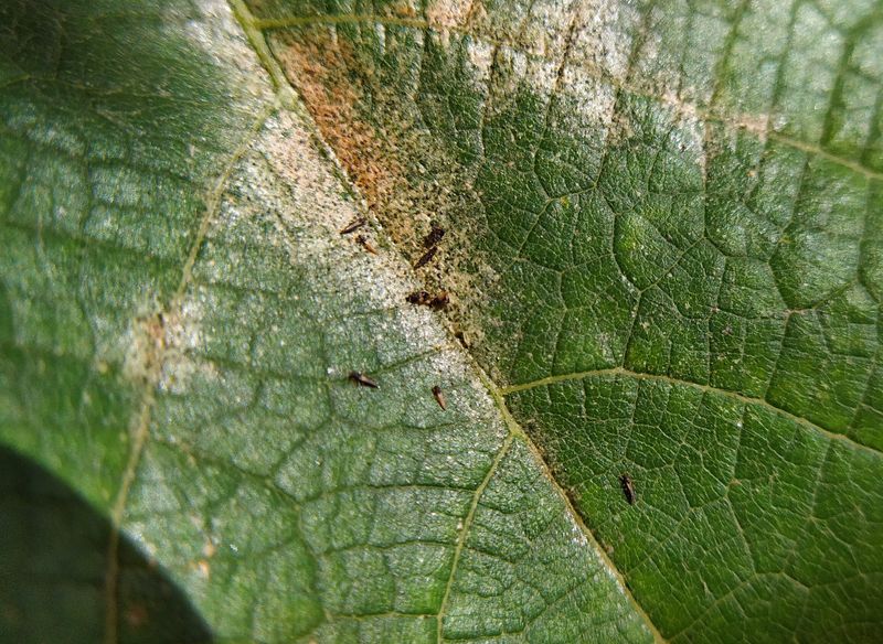 Use blotches to investigate pests, injury, and disease Use blotches to investigate pests, injury, and disease