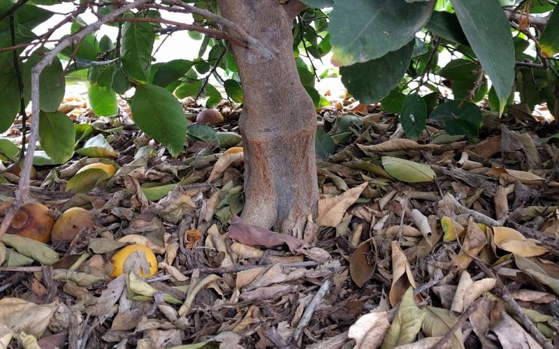 Use coarse mulch as a root-zone buffer