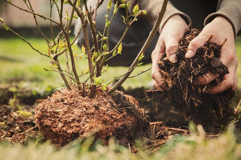 Use compost and mulch for more predictable results