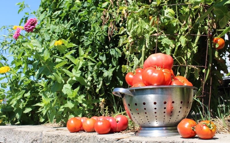 Use cracked tomatoes quickly and never can damaged fruit