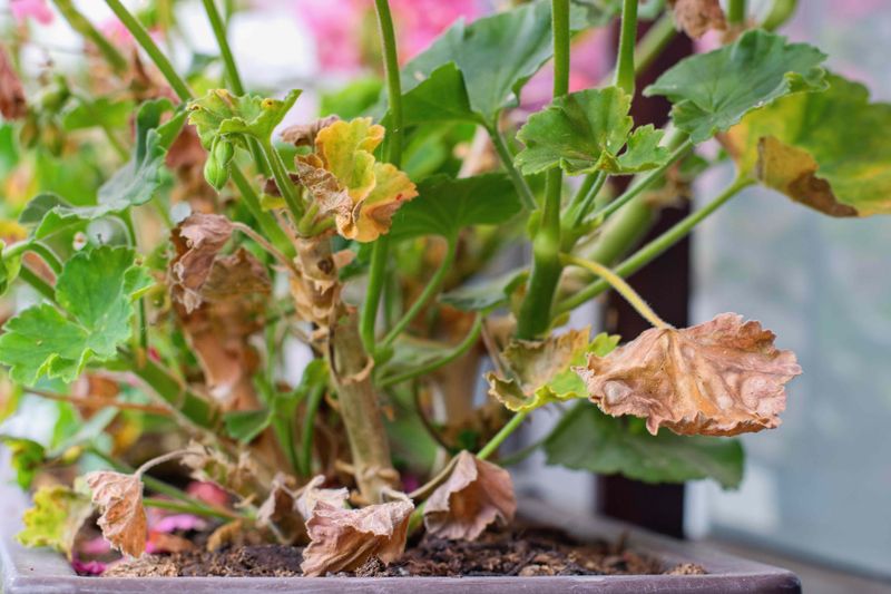 Use deadheading to check plant health Use deadheading to check plant health