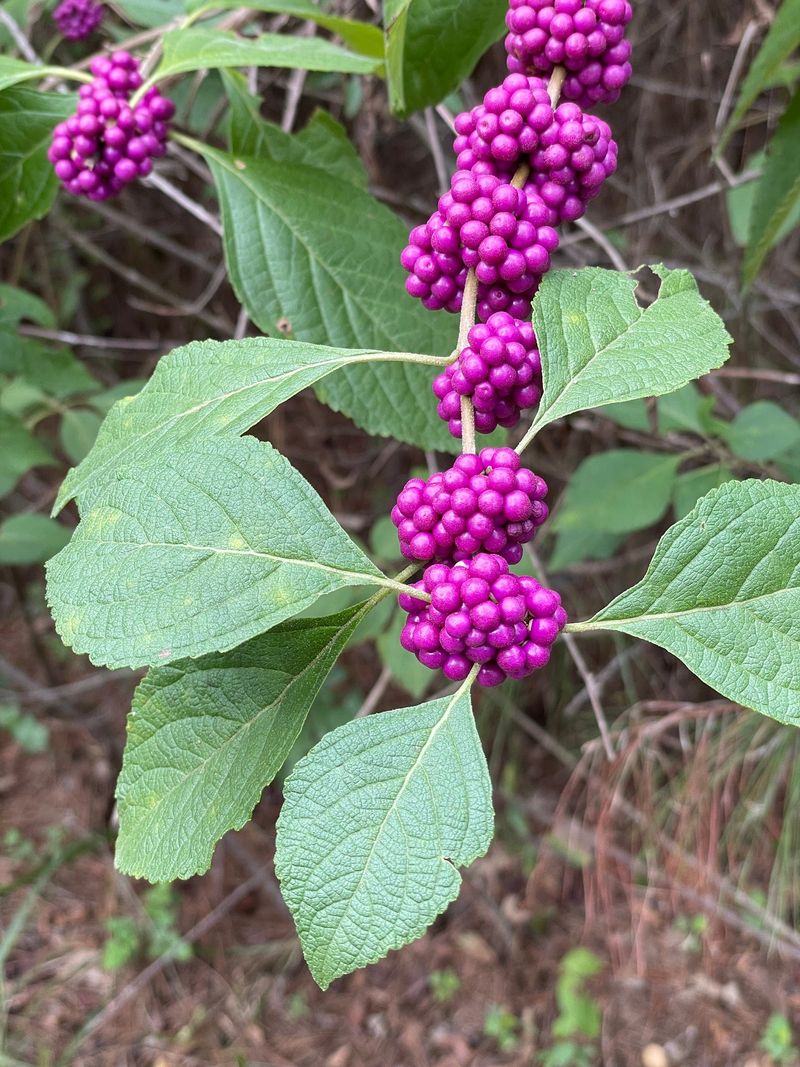 Use drainage, moisture, and spacing to improve fruiting