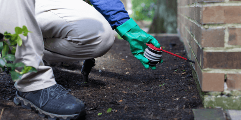 Use exclusion and cleanup before considering pesticides