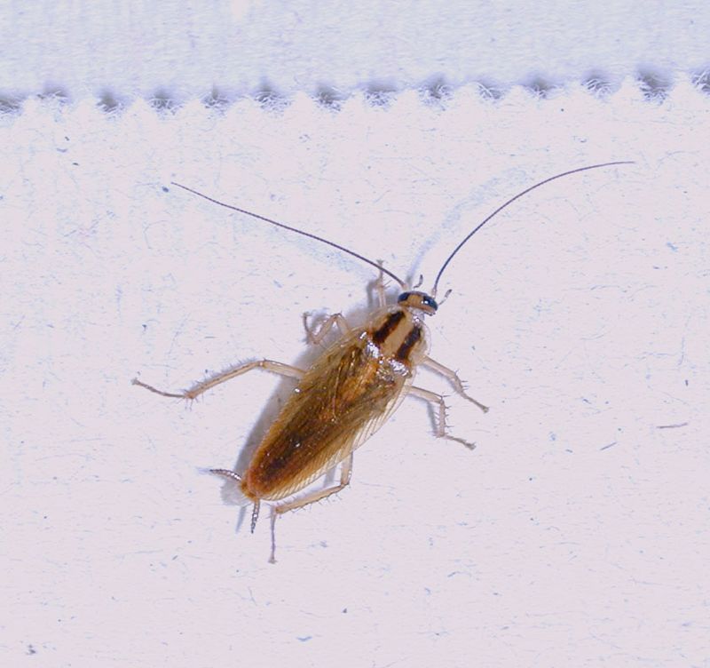 Use exclusion and integrated pest management for real prevention