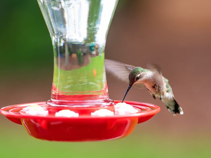 Use feeders as a carefully maintained supplement