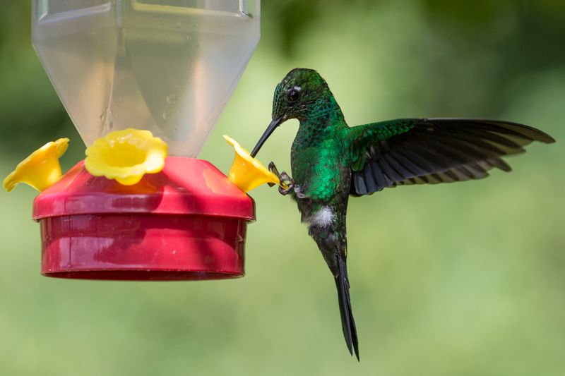 Use feeders as an optional supplement