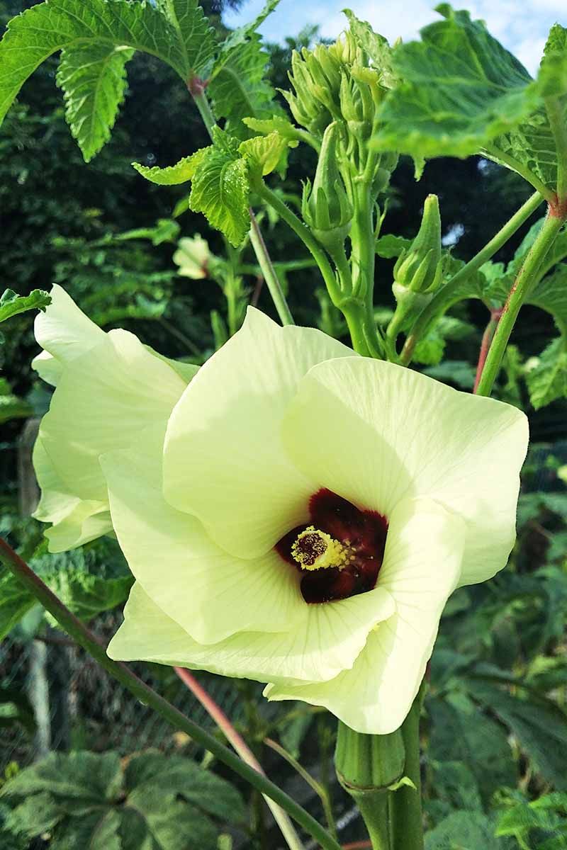 Use flowering to anticipate the next picking window Use flowering to anticipate the next picking window