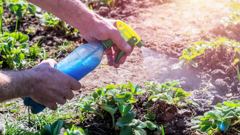 Use fungicides only when the situation and label support them Use fungicides only when the situation and label support them