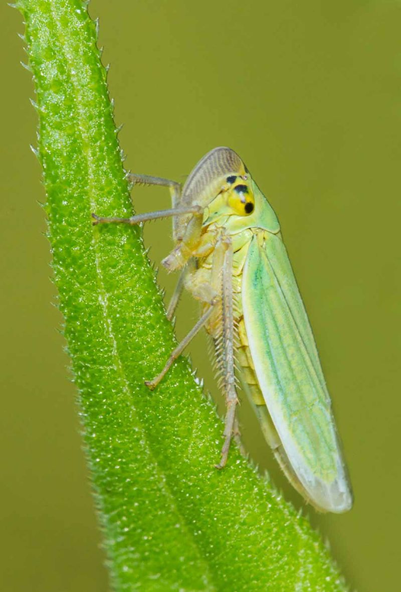 Use gentle controls first and make pesticides a label decision
