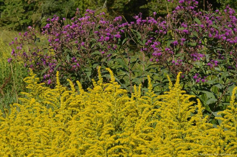 Use goldenrod as one dependable piece of a diverse fall garden