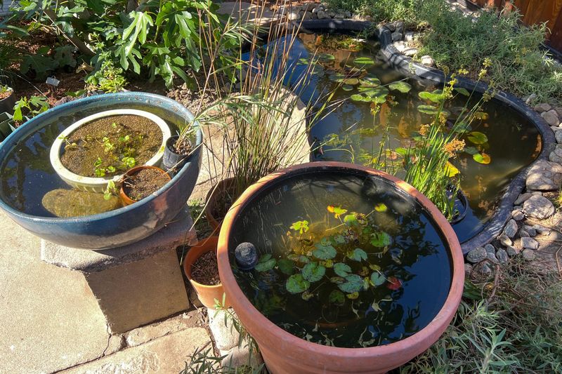Use gray rush as habitat support, not your only mosquito defense