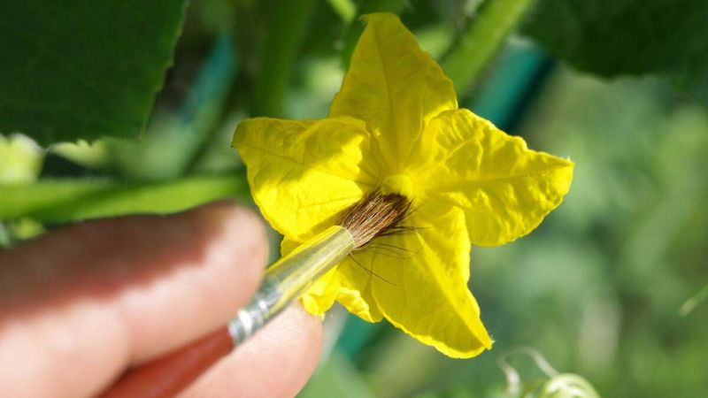 Use hand-pollination only when missing pollen fits the evidence