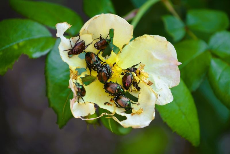 Use insecticide only for confirmed, unacceptable damage