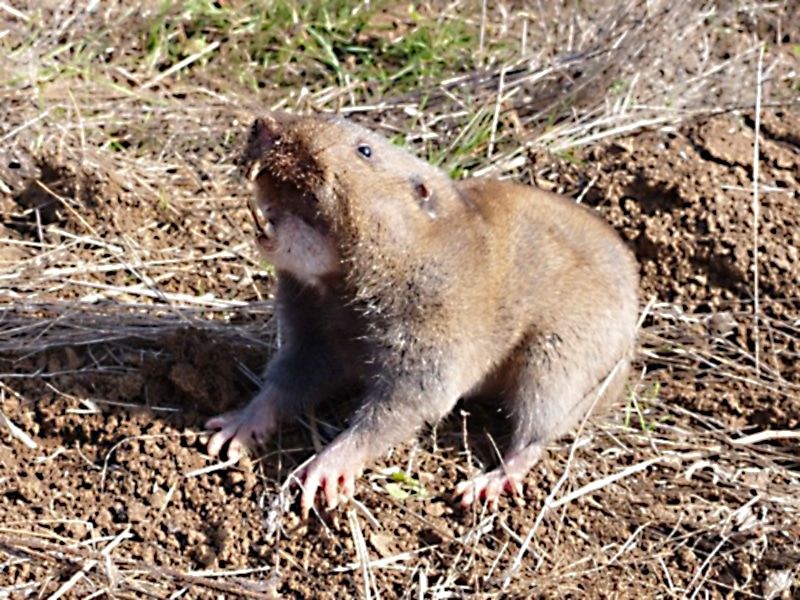 Use integrated control when rodent signs continue