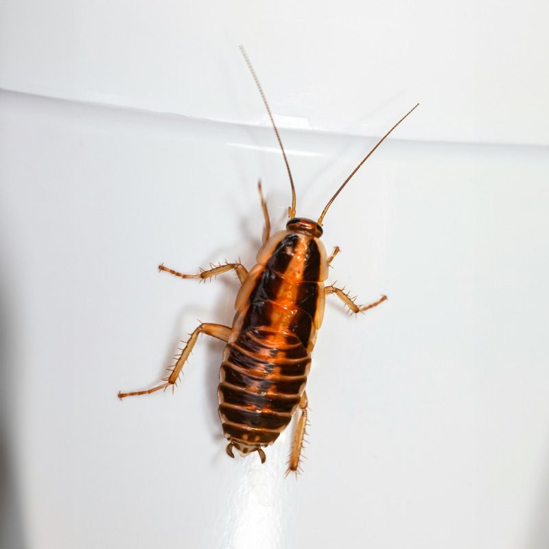 Use integrated pest management for established cockroaches