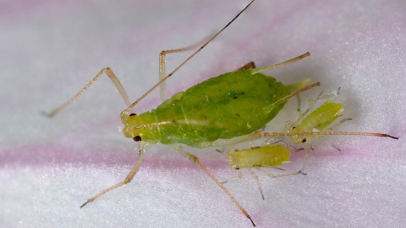 Use integrated pest management for real aphid or caterpillar damage