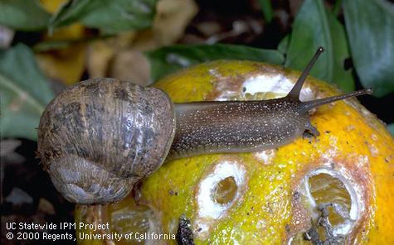 Use integrated pest management instead of depending on one toad