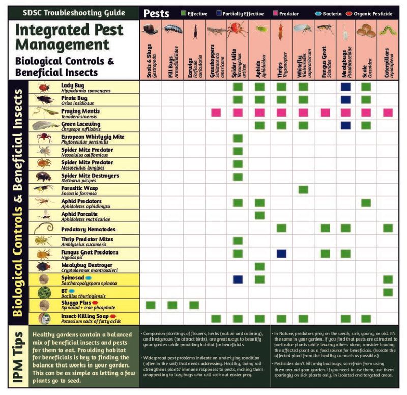 Use integrated pest management instead of waiting for birds to fix every problem Use integrated pest management instead of waiting for birds to fix every problem
