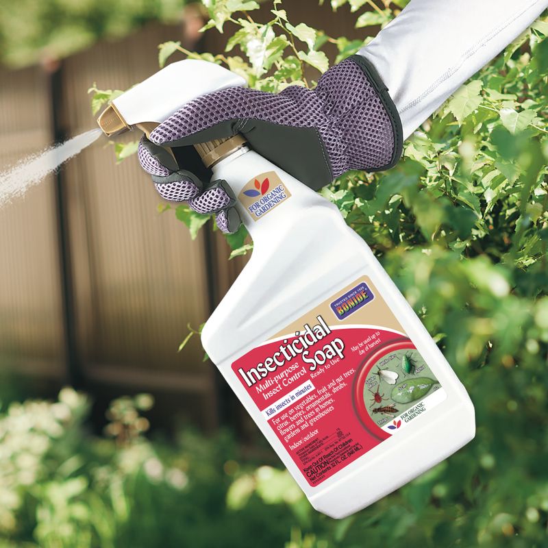 Use labeled insecticidal soap only when aphids persist