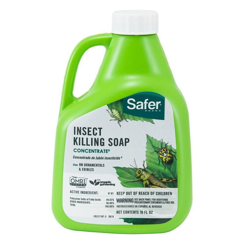 Use labeled soap or horticultural oil only when conditions are safe Use labeled soap or horticultural oil only when conditions are safe