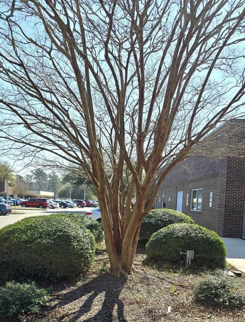 Use late winter for structural pruning when the plant needs it