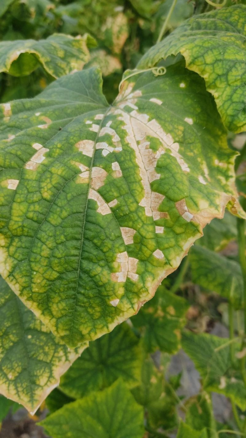 Use leaf patterns to investigate disease, pests, salts, and nutrients