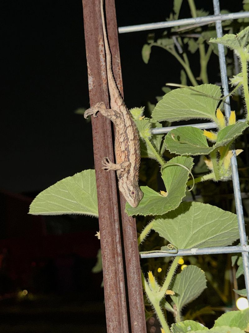 Use lizards as one part of a safer yard strategy