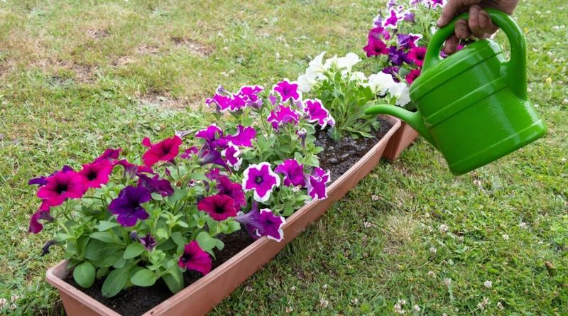 Use morning watering without obeying a rigid clock