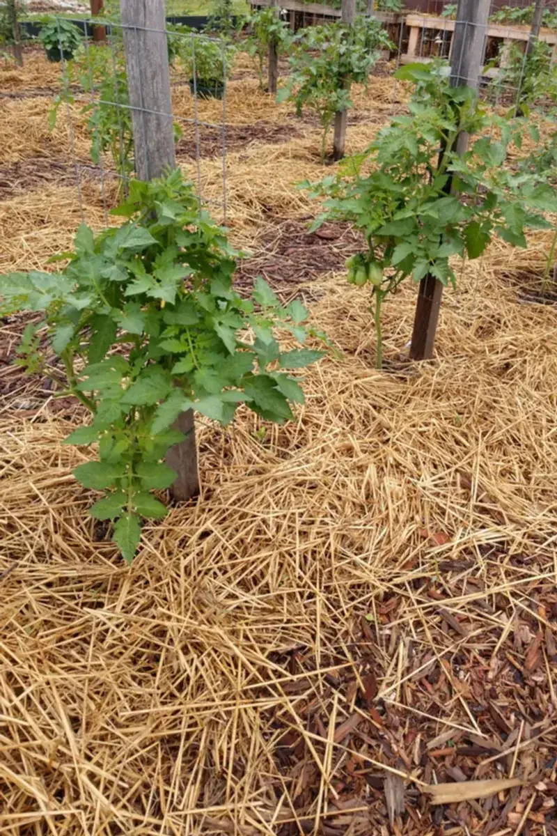 Use mulch and foliage to soften moisture and heat swings Use mulch and foliage to soften moisture and heat swings
