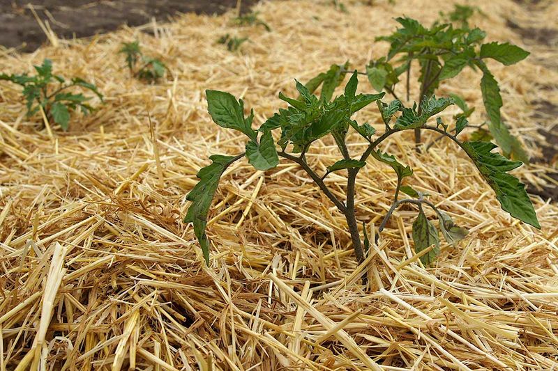 Use mulch and healthy foliage to moderate plant stress