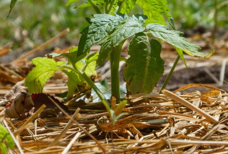 Use mulch and heat protection to reduce moisture swings
